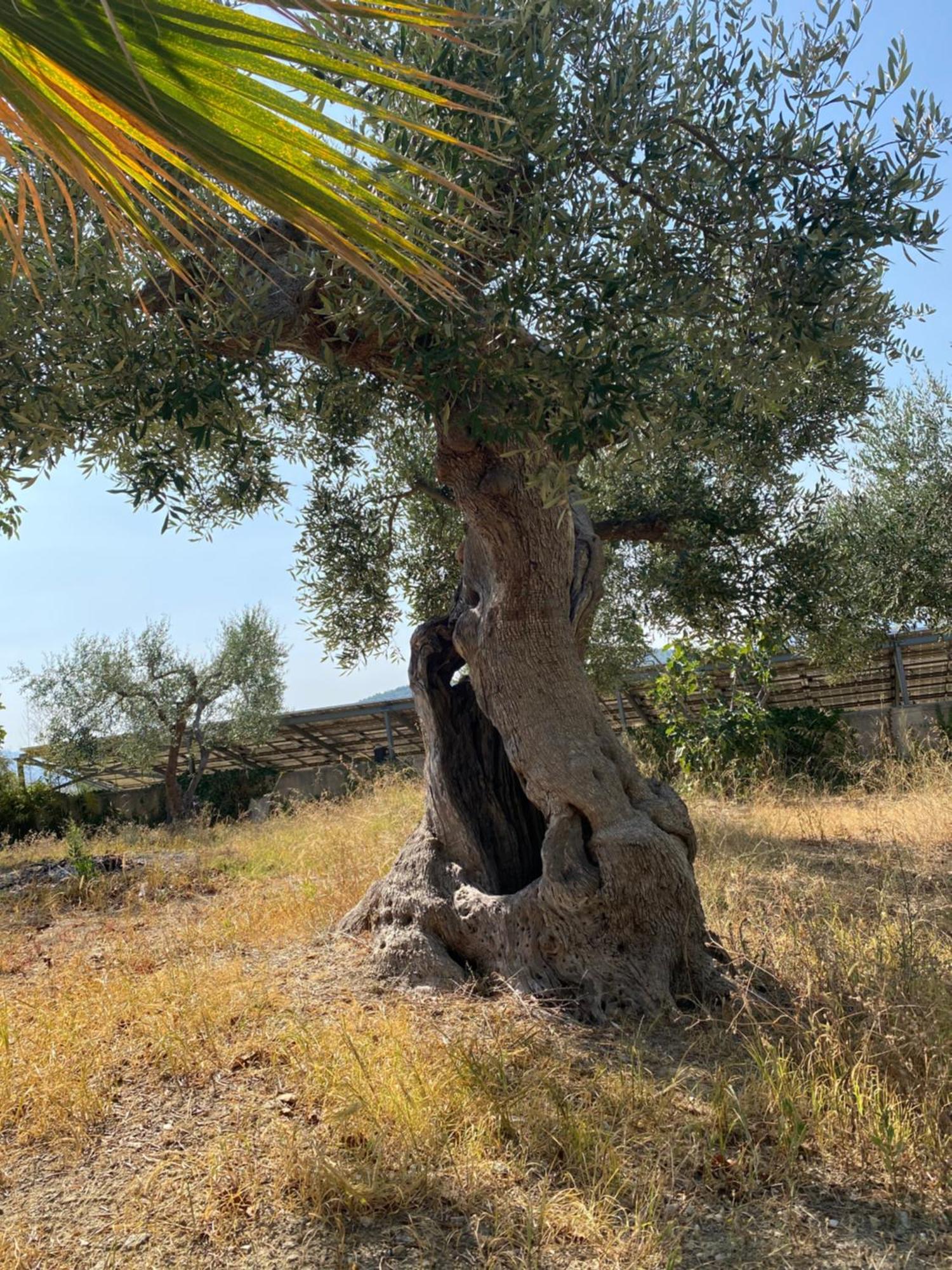 Villa Vittoria Matera Exteriér fotografie